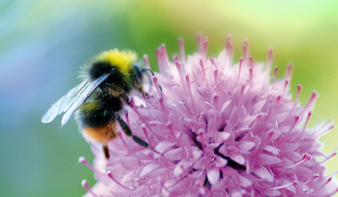 Wildstauden Gärtnerei Hummel Teufelsabbiss