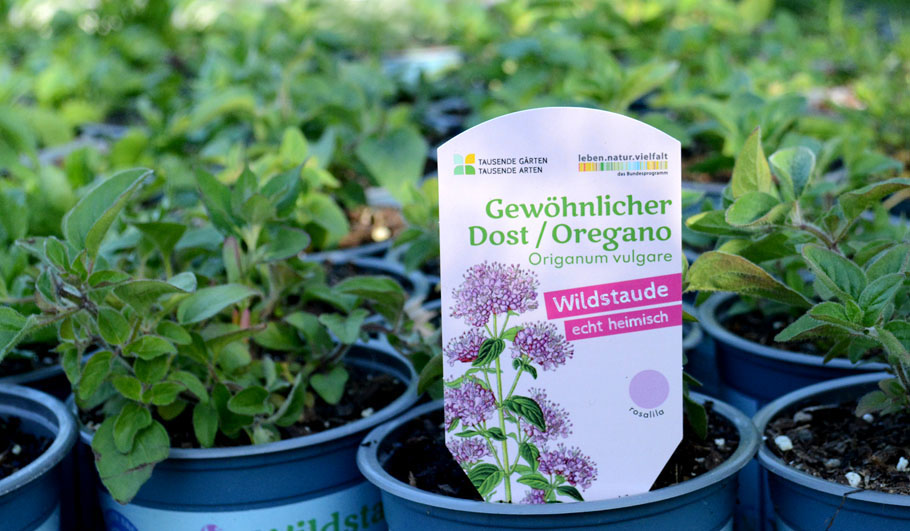 Wildstauden Gärtnerei Oregano