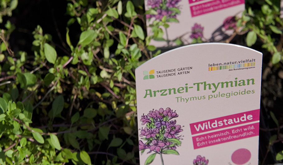 Gartenplanung Wildstauden Gärtnerei Thymian