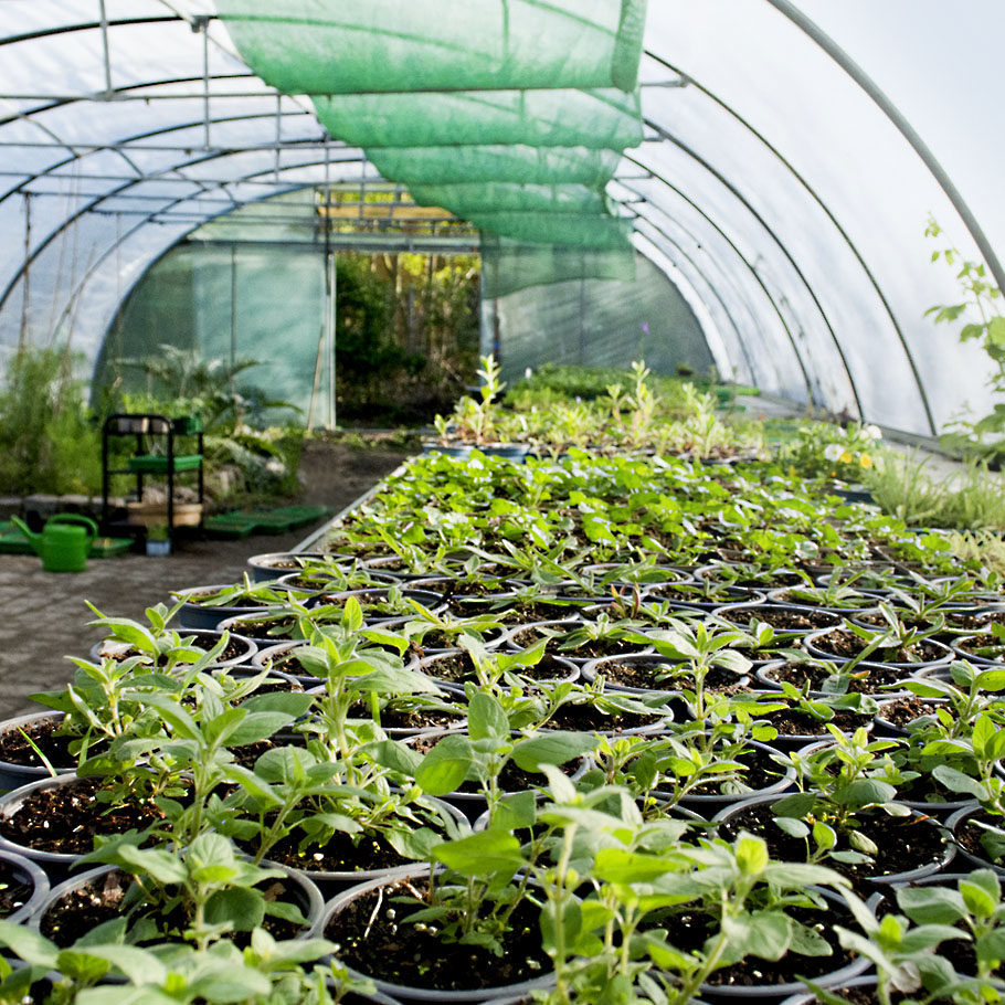 Gartenplanung Wildstauden Gärtnerei Gewächshaus